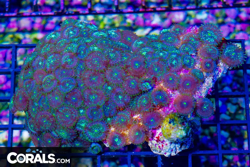 Zoanthid Colony – Indonesia ULTRA (Blue Video Inside!)