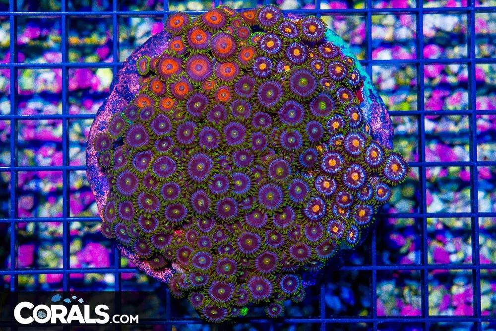 Zoanthid Colony – Indonesia ULTRA MIXED! (Blue Video Inside!)