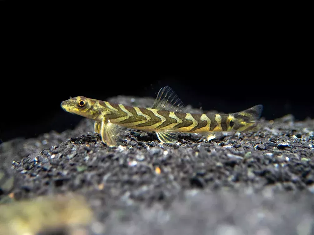 Zodiac Loach